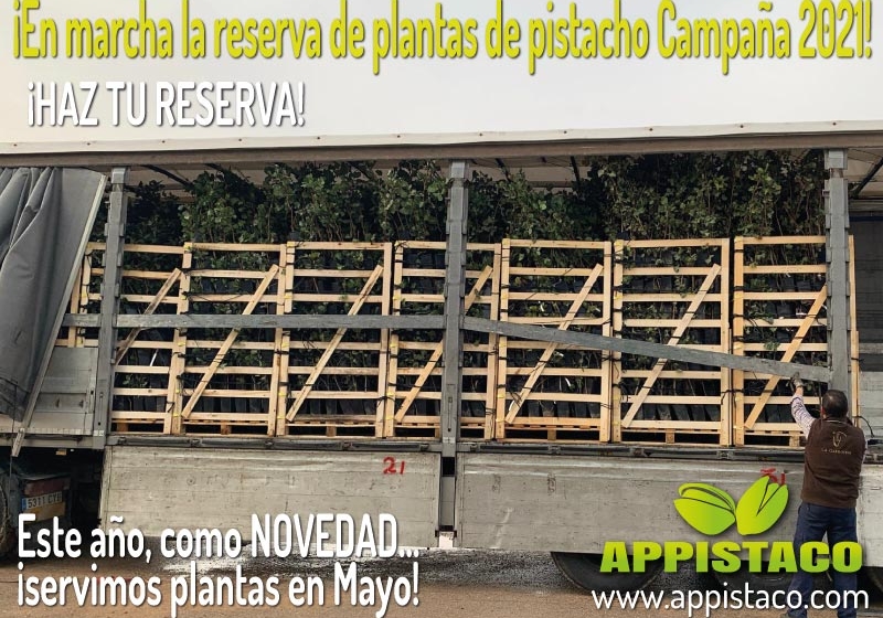 Campaña Reserva de Planta de Pistacho Injertada 2021... ¡Este año también servimos planta de pistacho en el mes de mayo!
