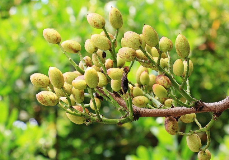 APPISTACO | Cultivo, recolección, procesado y comercialización de pistacho español