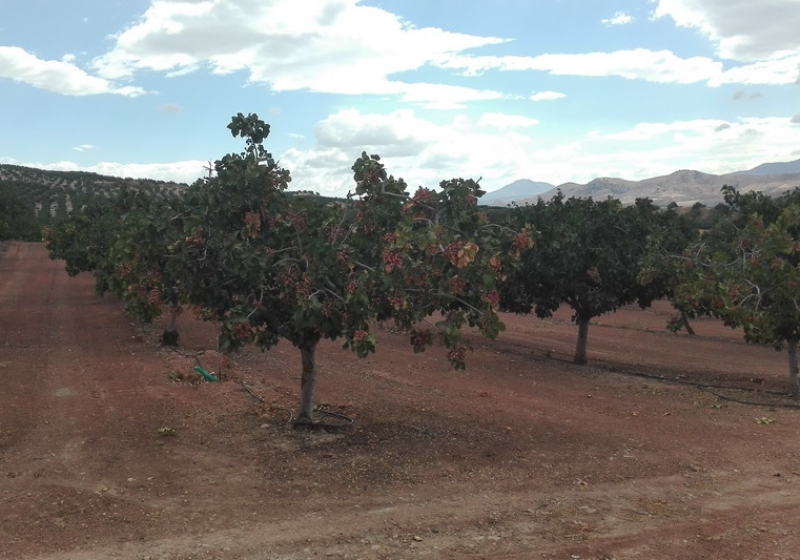El verde pistacho se extiende por Andalucía
