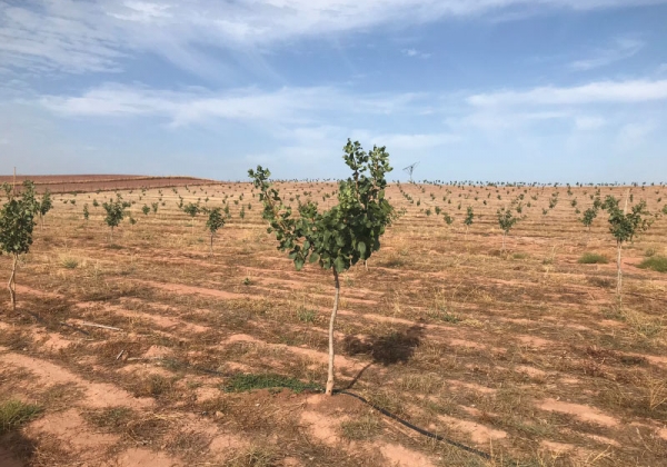 ¡Comenzamos la reserva de plantas de pistacho para la campaña 2019!