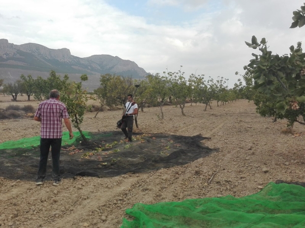 Recolección de pistacho en plantación ecológica